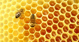 Осигурен е допълнителен бюджет за пчелни майки и отводки