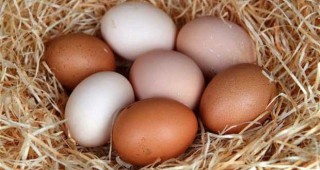През изминалата седмица се наблюдават леки ценови отклонения при търговията с яйца