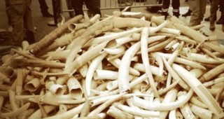 Великобритания въвежда забрана за търговия с предмети от слонова кост