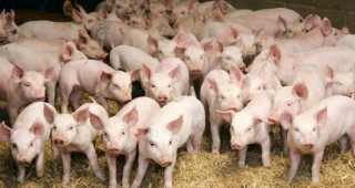 Свиневъдният сектор в Съединените щати бележи нов ръст през настоящата година