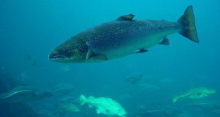 МЗХГ открива процедура чрез подбор на проекти по мярка 2.3 Насърчаване на нови производители на аквакултури, развиващи устойчиви аквакултури по ПМДР