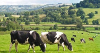 Млечното говедовъдство в Нова Зеландия бележи ръст в развитието си