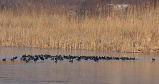 Защитени видове птици зимуваха край Шуменското езеро