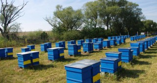 В две плевенски села взнезапно са загинали много пчелни семейства