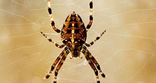 Нов вид паяк откриха учени от университета на Хайфа - Ораним