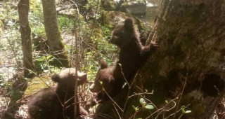 Фото капаните в района на село Барутин не са заснели мечка