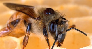 Биопчеларството е перспективна ниша за България