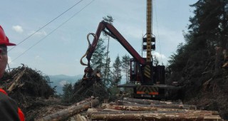 Усвояването на повредената иглолистна дървесина върви по график в цялата горска територия на страната