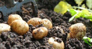 Приемът по схемата за контрол на почвените неприятели по картофите приключва на 15 май