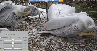 Излюпиха се първите пеликанчета в резервата Сребърна