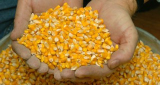 Зърнопроизводителите не желаят промени в Закона за ГМО