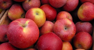 Земеделски производител иска да дари 2 тона ябълки за бедстващите в Хаити