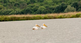 Излюпиха се розови пеликани в резервата Сребърна