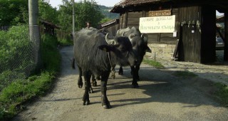 Насърчават биволовъдството в Сливенско