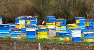 От 1 февруари ще се приемат заявления по програмата за пчеларство