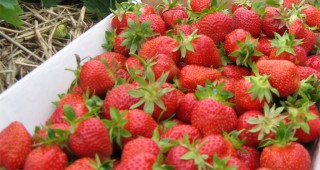 В Деня на отворени врати в ОД на ДФЗ-Монтана се организира посещение на 100 дка ягоди и 16 дка годжи бери