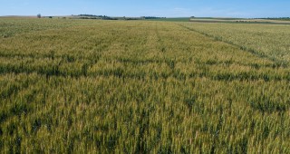 10-15% по-високи добиви в пшеница