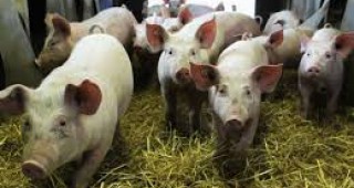 Да се намали употребата на антибиотици в европейското животновъдство