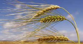Над 40 милиона тона зърно ще ожънат германските фермери това лято