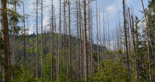 Продължава приемът на проекти за справяне с щети по горите от природни бедствия