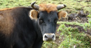 Стартира разяснителна кампания за възстановяване популацията на биковете в Сливенско