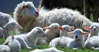 Добрите фермерски практики за хранене и отглеждане на овце и кози - залог за по-висока продуктивност