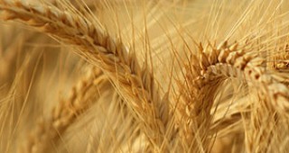 Износът на пшеница от Русия през следващия стопански сезон ще бъде значително по-малък