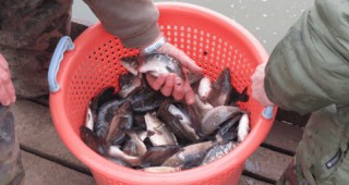 Беше извършено зарибяване на водоемите на Шабла с 400 000 риби