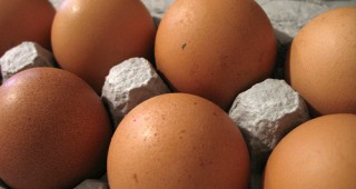 Изтеглените яйца за консумация не представляват риск за общественото здраве