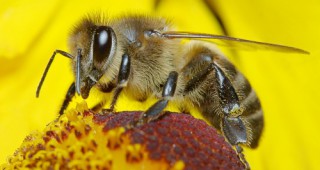 Френски пчелари внесоха жалба срещу производител на глифозат