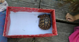 Деца спасиха костенурка от защитен вид