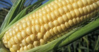 Биотехнологии и ГМО – нова рубрика в АГРО.БГ
