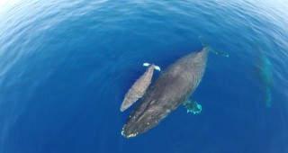 Испания ще опазва мигриращите китове и делфини