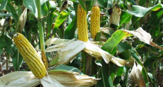 Консултативната комисия за ГМО ще обсъди предстоящите промени в закона
