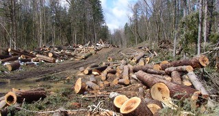 WWF представиха анализ на незаконния дърводобив в България за периода 2013-2017