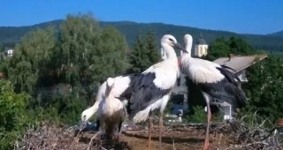 Известните щъркелчета от село Ярлово скоро ще напуснат родното гнездо