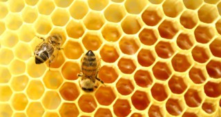 В САЩ 800 хил. пчелни семейства са загинали от токсини