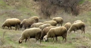 Вземат повторни проби за чума по животните в Болярово