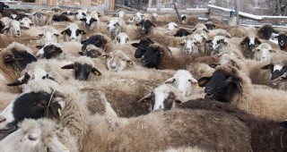 Обявено е вторично огнище на чума по дребните преживни животни в град Болярово
