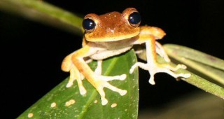 Тръстиковите жаби са напаст в Австралия