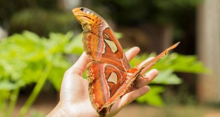 В експо център Флора отново се излюпи най-голямата пеперуда в света - 