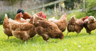 Опасност от Нюкясълска болест в птицефермери във Великобритания