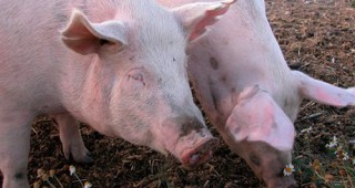 Повече от 65 000 свине ще бъдат умъртвени в Румъния заради aфриканската чума