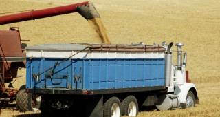 В Ямболска област отчитат ниски добиви от пшеницата