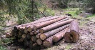 15 акта за нарушения на Закона за горите са съставили служителите на РДГ – София през изминалата седмица