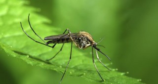 В сряда започва обработка на тревни и водни площи срещу комари в Стара Загора