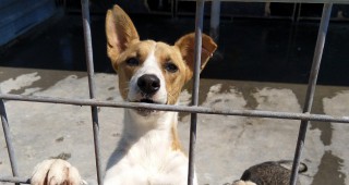 50 дворни кучета са кастрирани през юли по кампанията на Екоравновесие