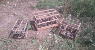 20 защитени пойни птици бяха спасени от незаконен улов край Марица