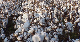 Ръст в производството на органичен памук