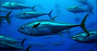 Забрана за улова на риба тон в Италия